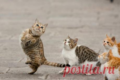 Танцующие коты поднимут вам настроение! Эти фотографии искусством не назовешь. Но разве вызывать улыбку - это не искусство?
