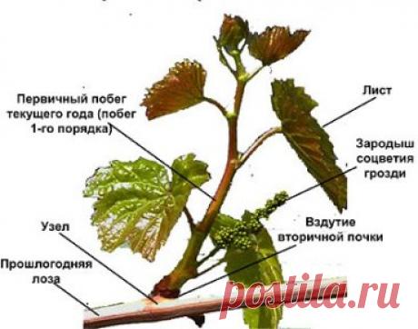 СТРОЕНИЕ РАСТЕНИЯ
ВИНОГРАДА
Чтобы успешно выращивать виноград нужно  четко уяснить строение виноградного куста, который в отличие от других плодовых растений в
саду представляет собой мощную, быстрорастущую лиану. На побегах винограда имеются усики, при помощи которых лозы взбираются по опорам, поэтому садоводу нужно заранее позаботиться об опорах (шпалерах), которые имеют разную форму и размеры. Листья винограда крупные, лопастные, темно-зеленые, иногда светло-зеленые с зубчатыми краями. Размер