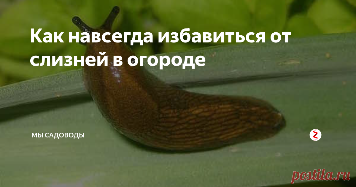 Как навсегда избавиться от слизней в огороде Любой садовод прекрасно знает, что борьба со слизнями в огороде - дело не простое. Эти вредители имеют одну важную особенность, которая позволяет им успешно противостоять различным отравам и химикатам. Если на тело моллюска попадает яд, вредитель просто избавляется от слоя слизи, который окутывает его тело. Тем самым уходя невредимым из отравленного места.
Начинающие садоводы пытаются бороться со
