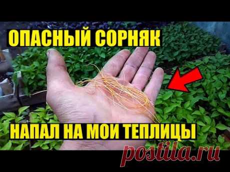 Повилика - как с ней можно бороться?