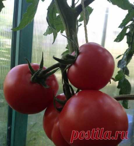 Самые вкусные сорта томатов для теплиц