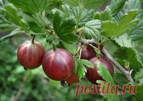 РАЗМНОЖАЕМ КРЫЖОВНИК ПО-НОВОМУ