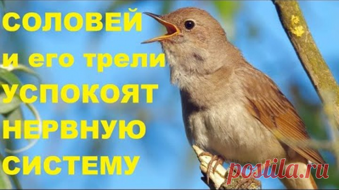 ПОЮЩИЙ СОЛОВЕЙ ИЗБАВИТ ЧЕЛОВЕКА ОТ ДЕПРЕССИИ,СТРЕССА И ГОЛОВНОЙ БОЛИ-наступает умиротворение и покой