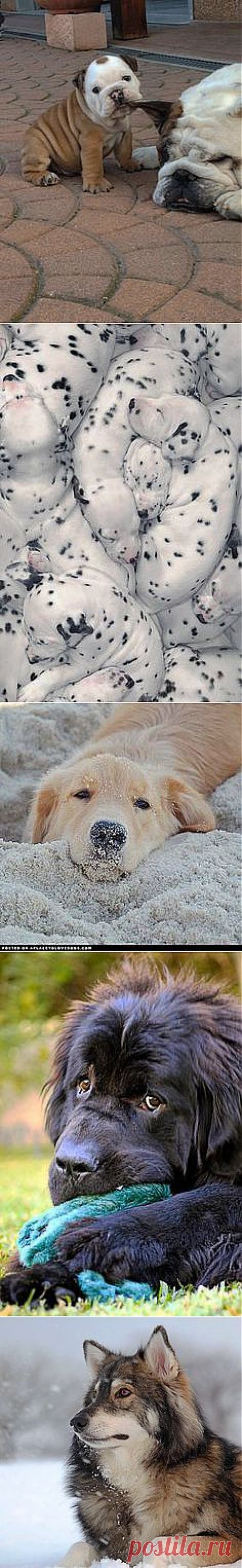 Man's Best Friend