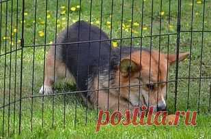 22 собаки, чья глупость рассмешит до слёз / Питомцы