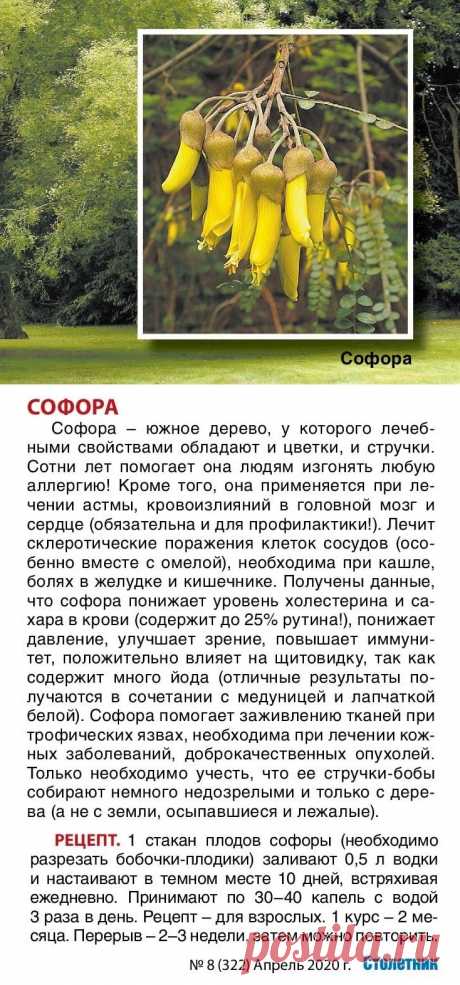 Софора