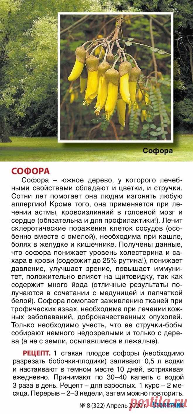 Софора