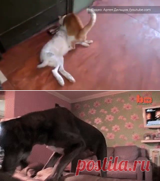 (37) Твиттер