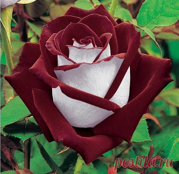 0_5c81a_7dbcb881_XL.jpg (600×582)