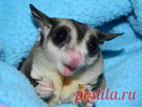 Очаровательный сахарный поссум