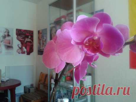 Орхидея