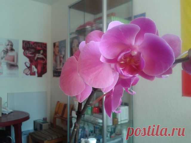 Орхидея