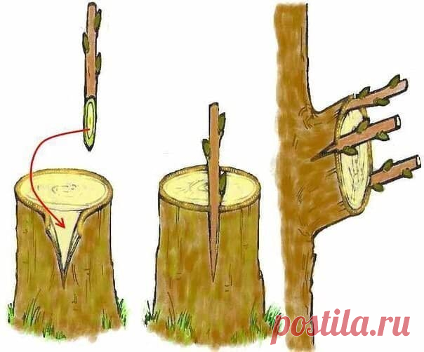 (49) Сад и огород | Дачные советы