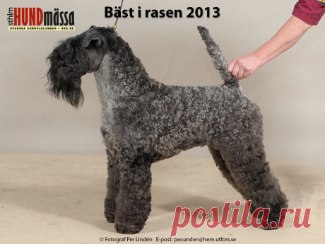 KERRY BLUE TERRIER Domare: VAN DEN BERG HANS, HOLLAND  SE UCH ROLLICK'S BLAME IT ON THE BOOGIE  Ägare: MELLIN CHARLOTTA, NYKÖPING Uppfödare: MELLIN CHARLOTTA, WESTER ANNA, NYKÖPING