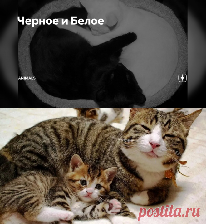 Черное и Белое | Animals | Яндекс Дзен