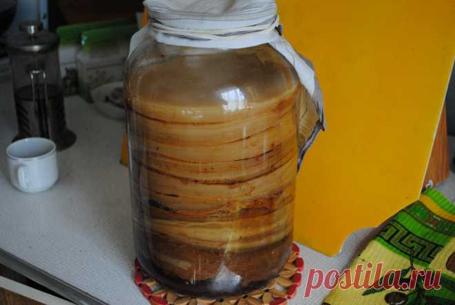 ЧАЙНЫЙ ГРИБ  Настой гриба – ароматный кисло-сладкий газированный напиток. Настой чайного гриба применяется при желудочно-кишечных заболеваниях, болезнях печени и желчного пузыря. Гриб хорошо помогает при головной боли, и при запорах у пожилых людей.  Весьма эффективно его применение при атеросклерозе: почти у всех больных через 2-3 недели такого без лекарственного лечения исчезают головные боли, не отмечается скачков кровяного давления. Это питье рекомендуют  при ревматизме, высыпаниях и прыщах