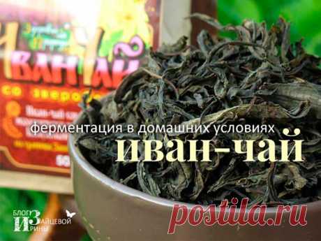 Ферментация иван-чая в домашних условиях | Блог Ирины Зайцевой