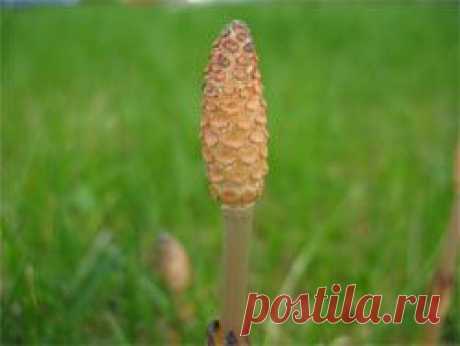 Хвощ полевой