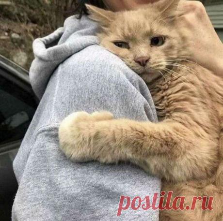 Если человек любит котов, значит, он психологически здоров - Калейдоскоп событий