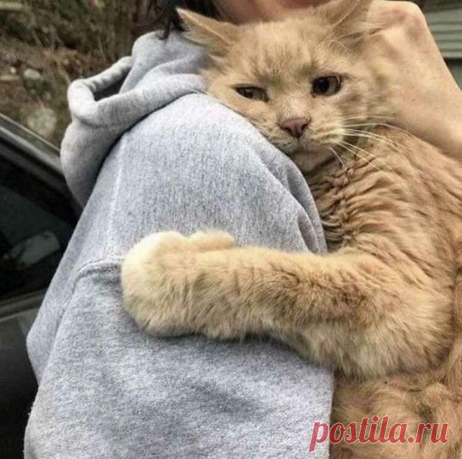 Если человек любит котов, значит, он психологически здоров - Калейдоскоп событий