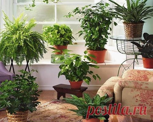 ПОТРЯСАЮЩИЕ УДОБРЕНИЯ ДЛЯ РАСТЕНИЙ!!!