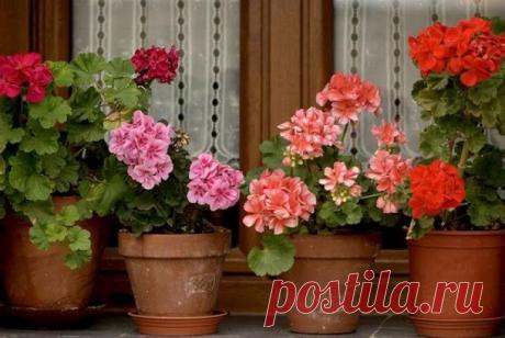 10 комнатных растений, с которыми дышится легче