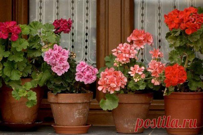 10 комнатных растений, с которыми дышится легче