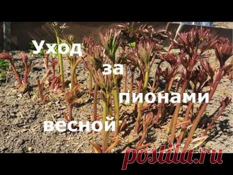 Сделай это весной и пионы будут чудесно цвести! Уход за пионами весной!