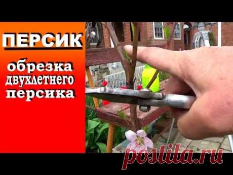 Обрезка персика весной   Как обрезать двухлетний персик