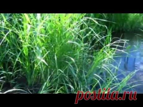 Футаж для видеомонтажа речка, камыш - YouTube
