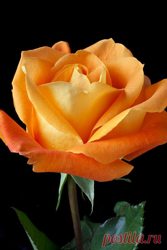 Rose   |  Pinterest • Всемирный каталог идей
