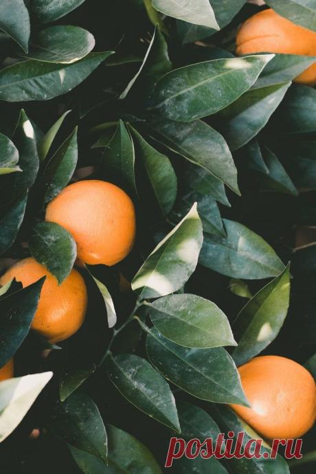 Foliage, leaves, ferns, greenery, undergrowth, overgrown, botanical,