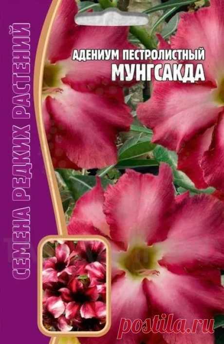Семена Адениум пестролистный Мунгсакда,3 шт. в г. Фрязино . Цена 150,00 руб. | Семена