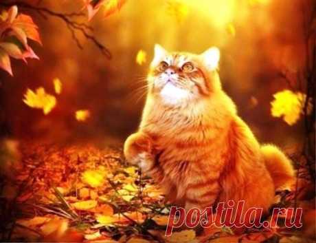 Осенний кот .
