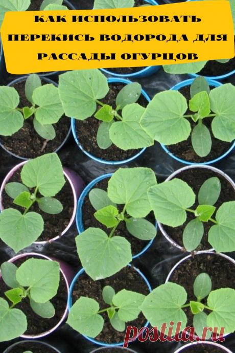 как использовать перекись водорода для рассады огурцов