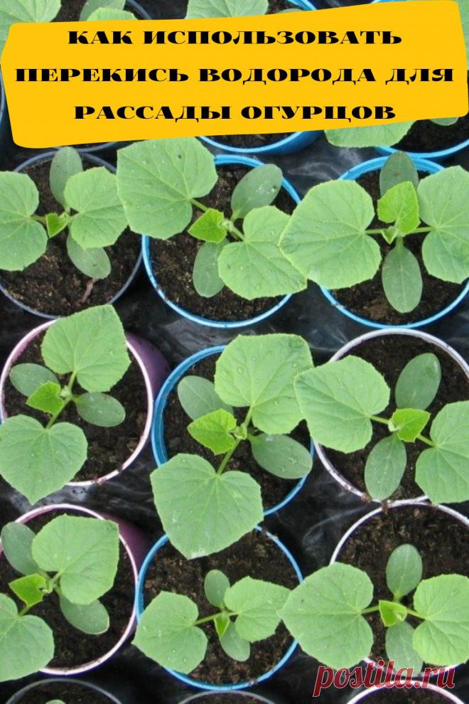 как использовать перекись водорода для рассады огурцов