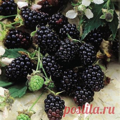 Одноклассники