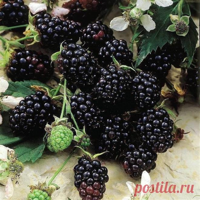 Одноклассники