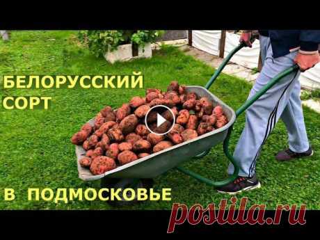 Выращивание картофеля на грядке. Сорт картофеля Журавинка. Помощь каналу, карта Сбербанка - 4276 3800 7513 3459 На канале: Наталья Сморчкова и другие ...
