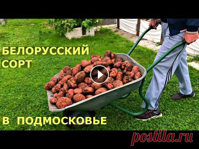 Выращивание картофеля на грядке. Сорт картофеля Журавинка. Помощь каналу, карта Сбербанка - 4276 3800 7513 3459 На канале: Наталья Сморчкова и другие ...