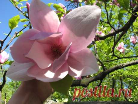 Магнолия. Символ непорочности и ушедшей любви.