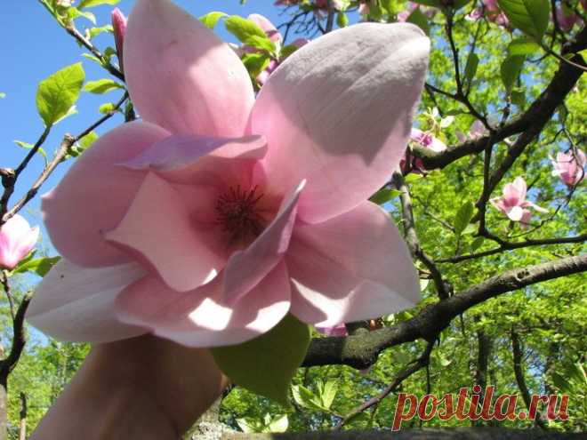 Магнолия. Символ непорочности и ушедшей любви.