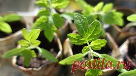 Как воспитываем помидоры | Я и дача | Яндекс Дзен