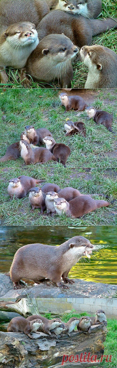 Животный мир, Выдры и их детишки, otters, Дети, мед, , basik.ru