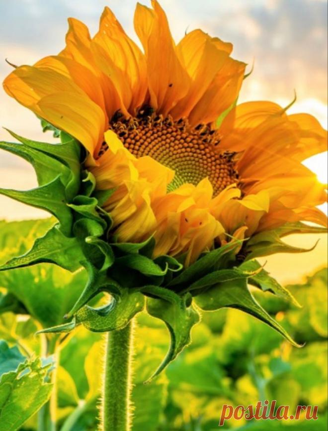 Пин на доске яПОДСОЛНУХ