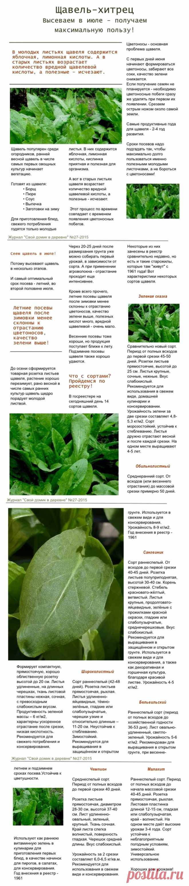 Щавель хитрец. Высеваем в июле - получаем максимальную пользу!