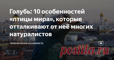 Голубь: 10 особенностей «птицы мира», которые отталкивают от неё многих натуралистов Уже почти никто не обращает внимания на голубей. Они настолько привыкли жить рядом с человеком, что последний перестал их воспринимать, как нечто удивительное. И очень зря! Талантов у самого обыкновенного голубя масса. Только вот вредными привычками природа его тоже наградила. Всему должен быть противовес. 10. Бронелобый и упрямый Если сизый решил, что будет жить здесь, то уже никакая манн...