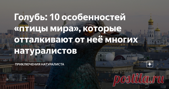 Голубь: 10 особенностей «птицы мира», которые отталкивают от неё многих натуралистов Уже почти никто не обращает внимания на голубей. Они настолько привыкли жить рядом с человеком, что последний перестал их воспринимать, как нечто удивительное. И очень зря! Талантов у самого обыкновенного голубя масса. Только вот вредными привычками природа его тоже наградила. Всему должен быть противовес. 10. Бронелобый и упрямый Если сизый решил, что будет жить здесь, то уже никакая манн...