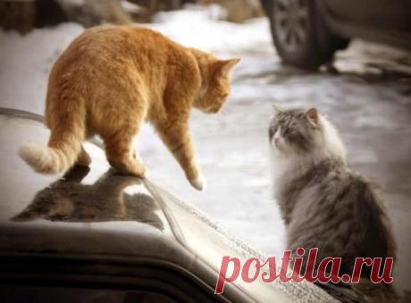Кот мартовский... - Блог. Нет - Группы Мой Мир