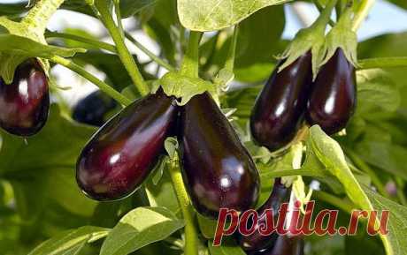 Когда сажать баклажаны на рассаду в 2016 году по лунному календарю